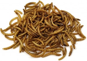 Gedroogde Meelwormen