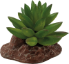 AquaDistri - Repto Plant Aloes