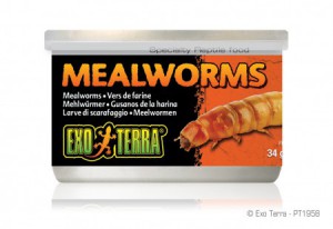 Ex Meelwormen