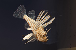 Superfish - Glowing Koraalduif Fish (XL)