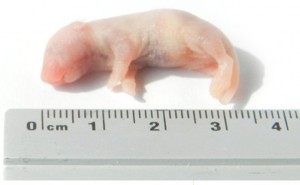 Kiezebrink - Ingevroren Baby Muis ca. 2gr.