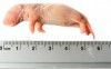 Kiezebrink - Ingevroren Rat Baby 5-12g